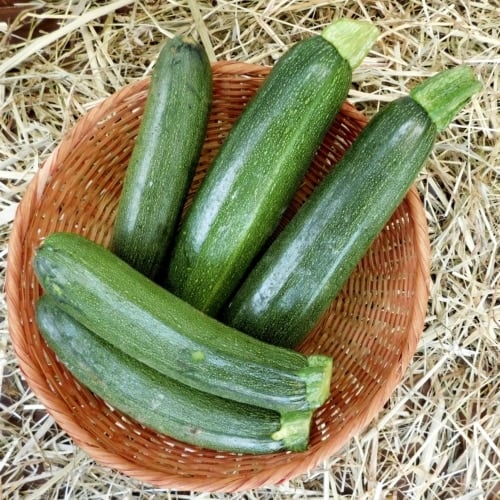 Zucchini Picking Best Practices image