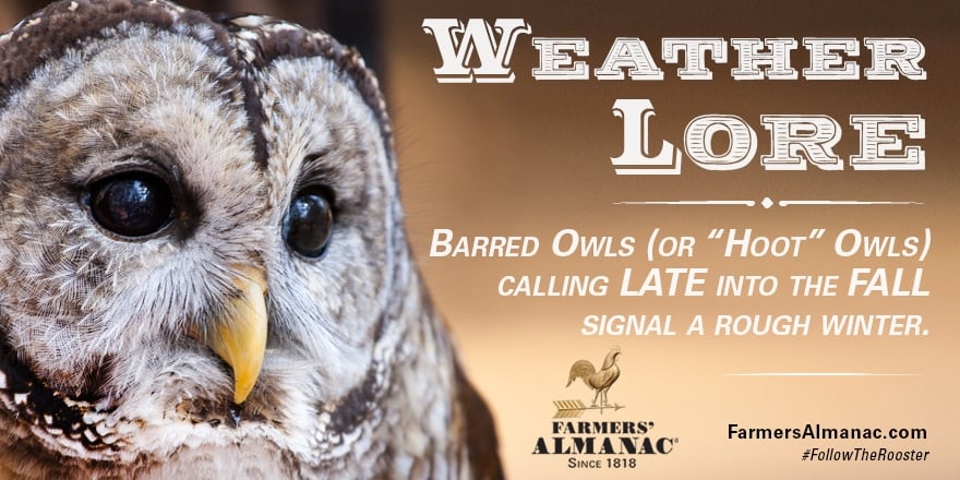 Owl Weather Lore