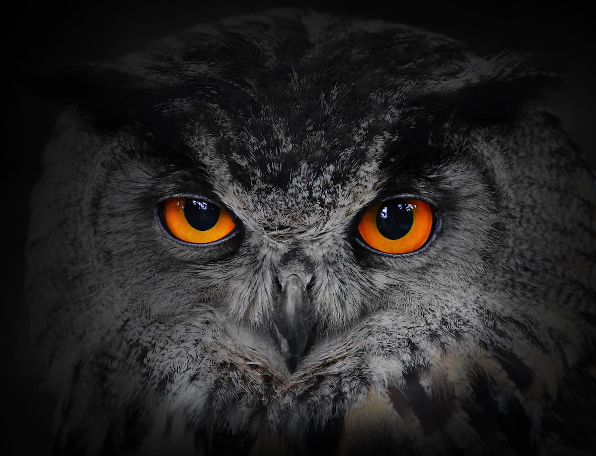 8 Birds That Take The Night Shift - Farmers' Almanac - Plan Your Day. Grow Your Life. 8 Birds That Take The Night Shift - Farmers' Almanac - Plan Your Day. Grow Your Life.