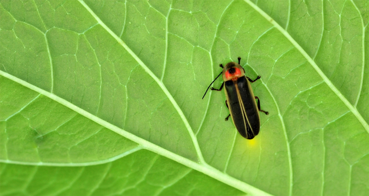 Firefly - Beetles