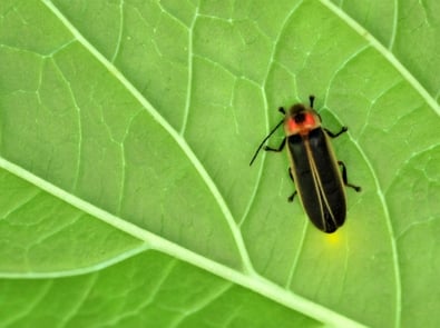Why Do Fireflies Glow And Other Illuminating Facts featured image