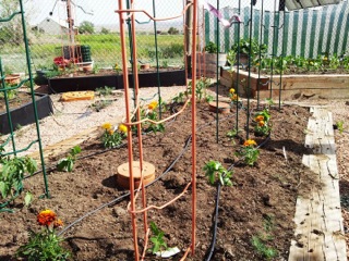 2-in-a-4x8-garden