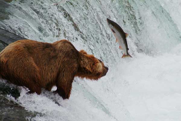 Grizzly bear about to catch a salmon in the falls.