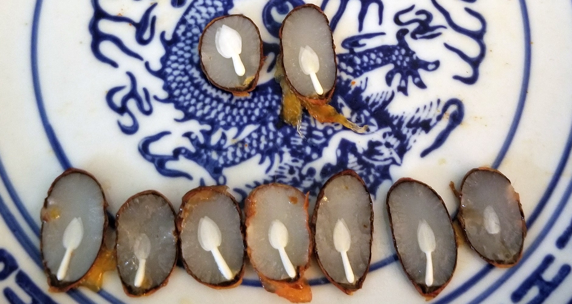 Persimmon seed spoon forecast 