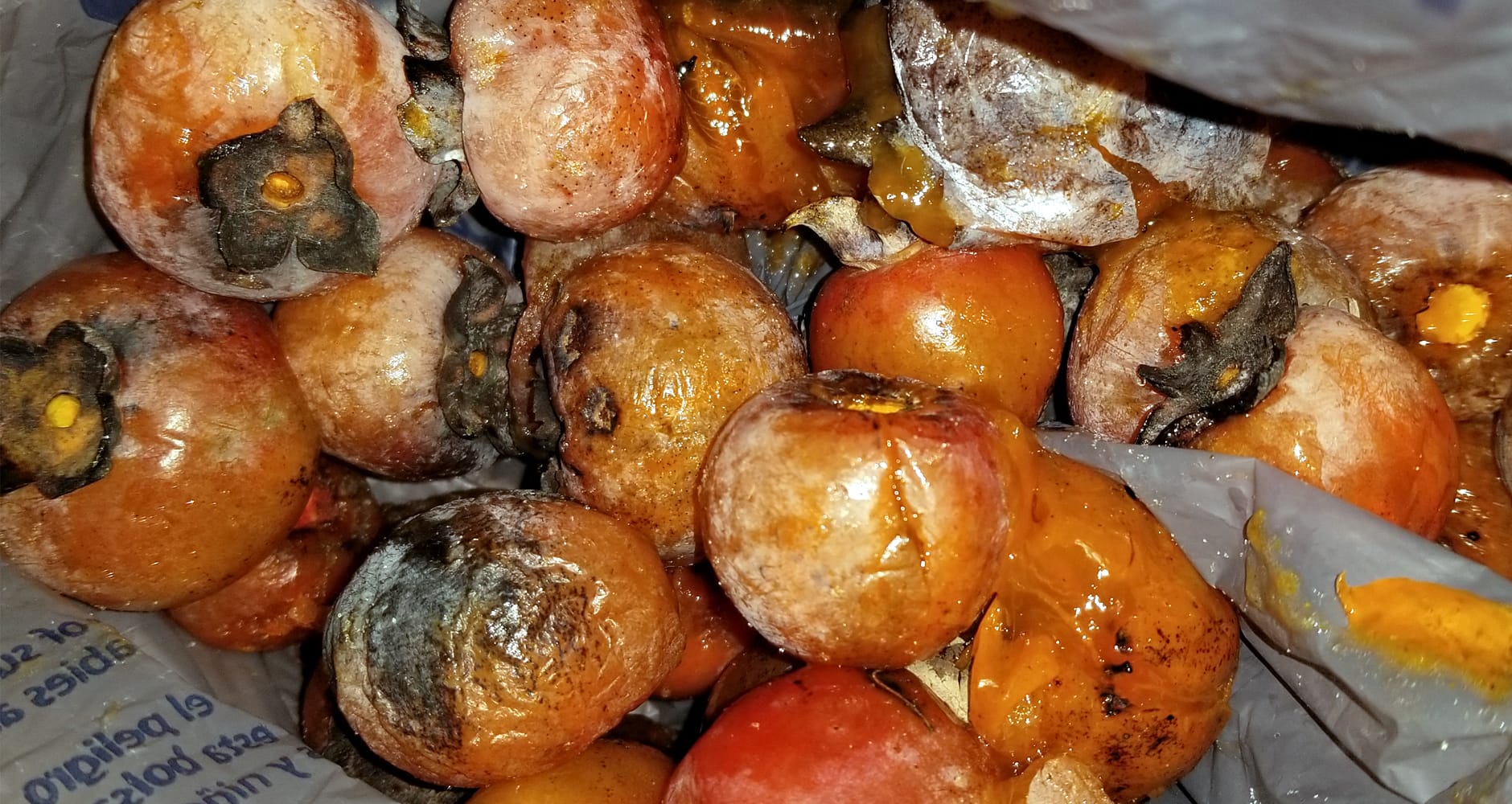 Persimmon fruit gathered for winter forecasting