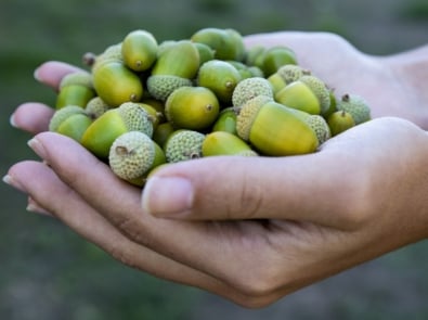 Are Your Trees Dropping Acorns Like Crazy because winter will be tough? featured image