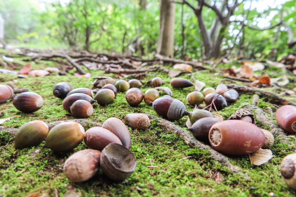 Acorns on the ground in fall