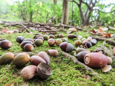 Can Acorns Predict a Rough Winter? featured image