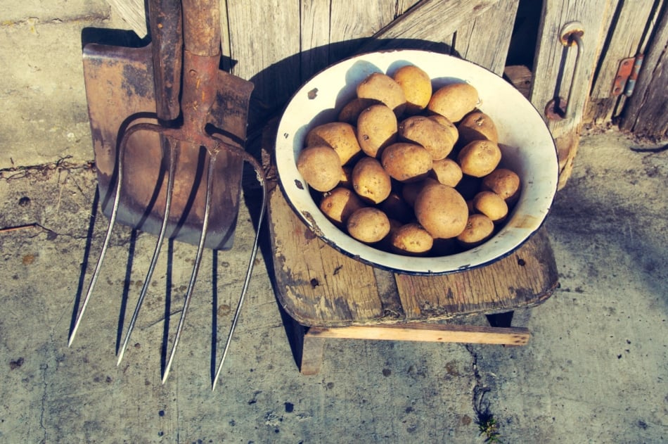 Potato in an iron old bowl, shovel and pitchfork on a wooden background.