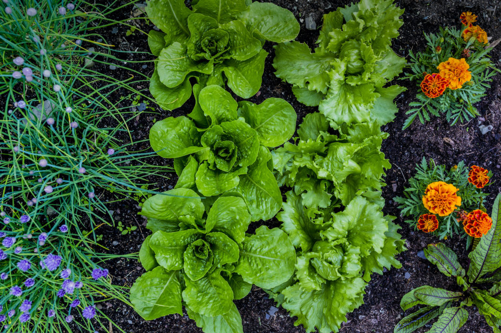 Mint and lettuce are great companion plants! 
