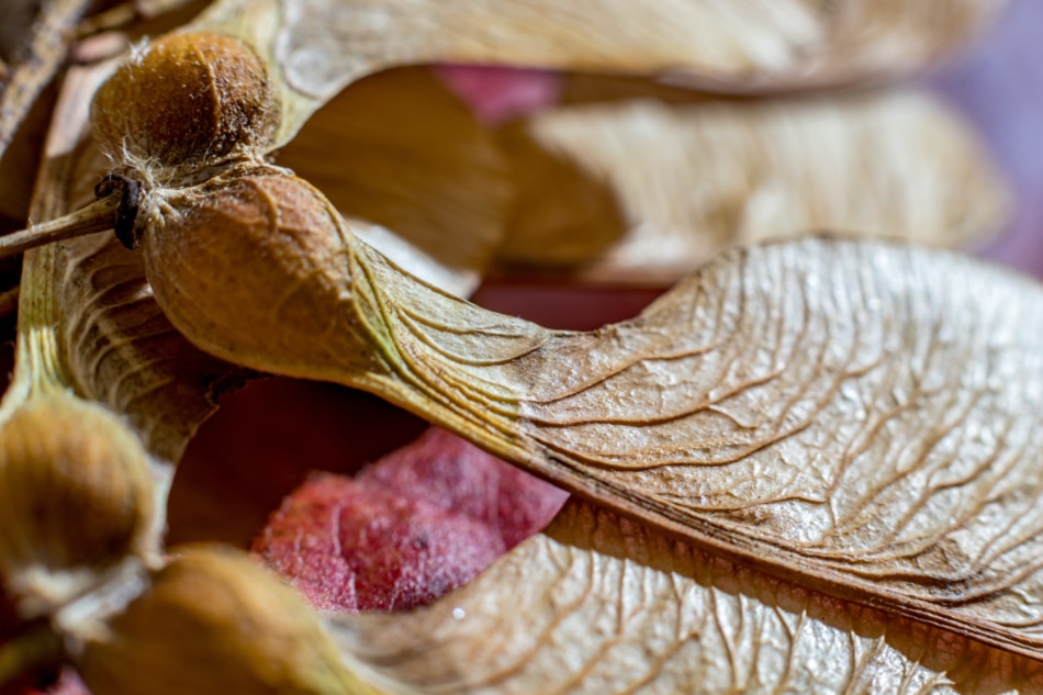 Red Maple Tree seed or Maple copter