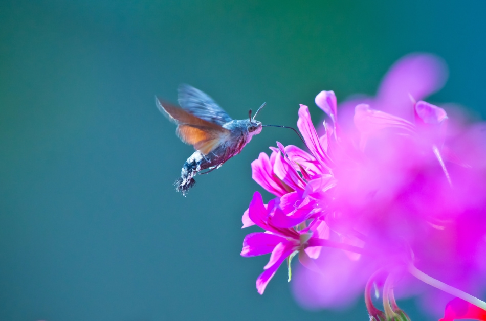 Hummingbirds - Hummingbird hawk-moth