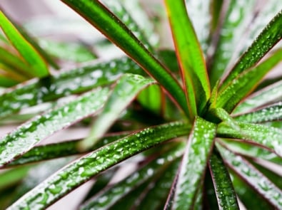 The Best Air Purifying Plants, According to NASA featured image