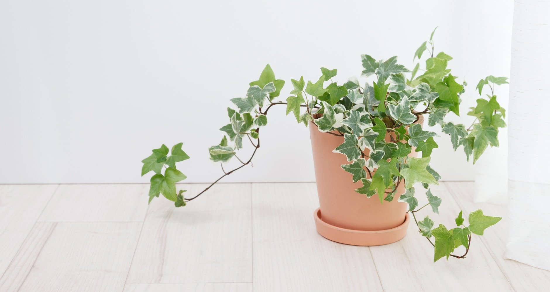 Potted English ivy
