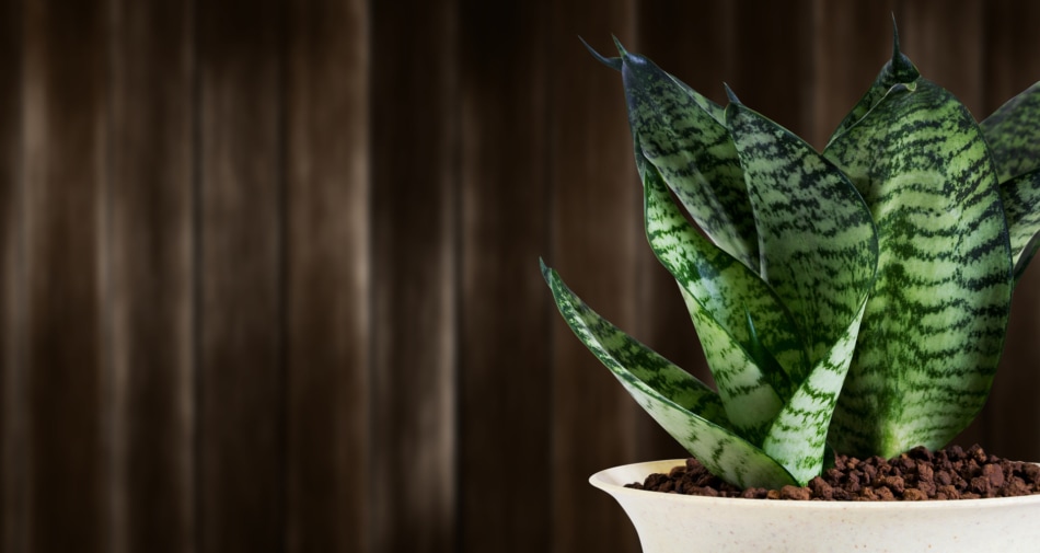 Dracaena trifasciata - Houseplant