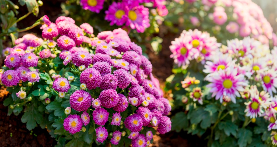 Chrysanthemum - Flower