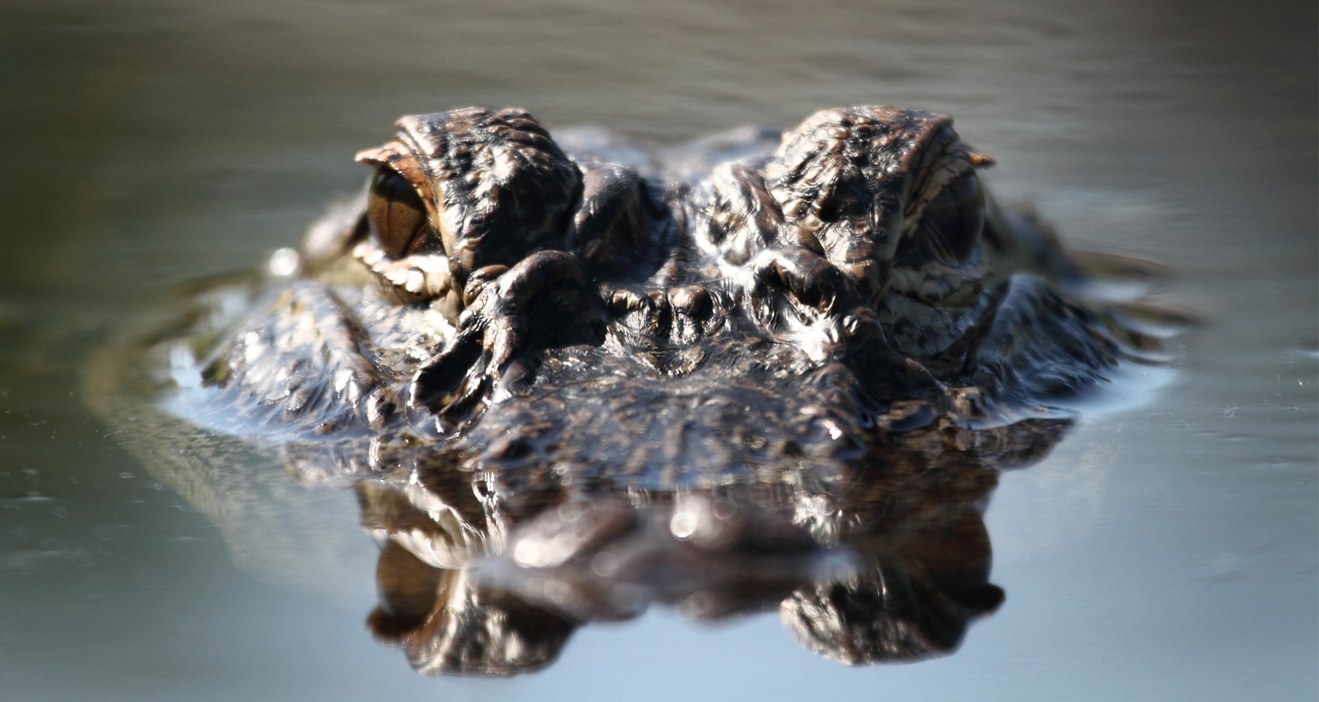 Alligator floating in the swamp