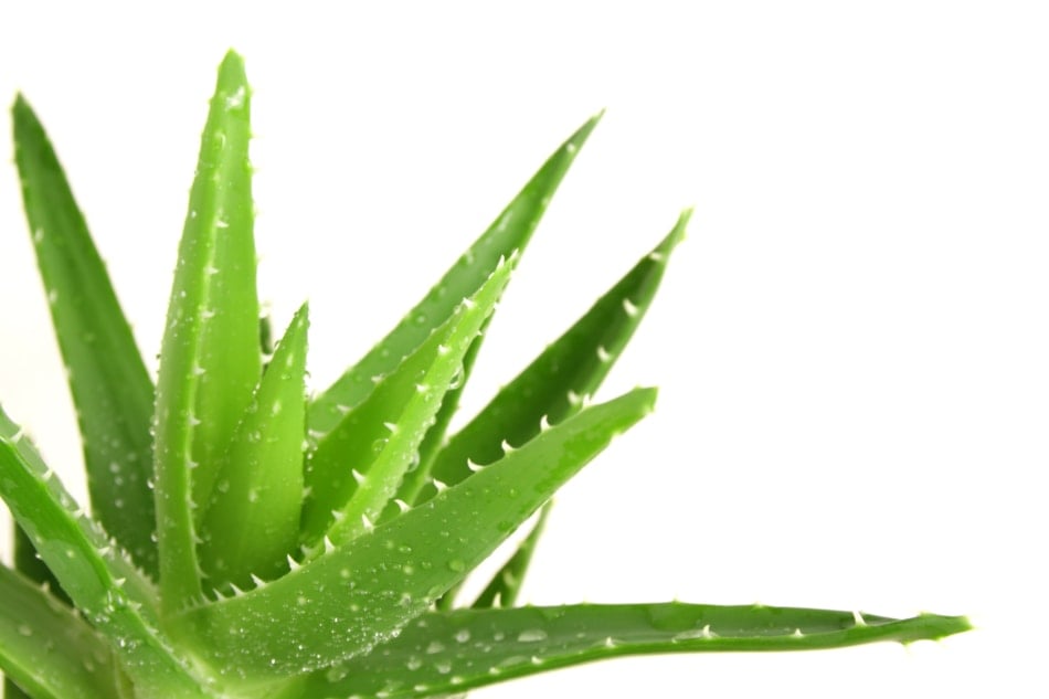 Aloe vera - Lotion