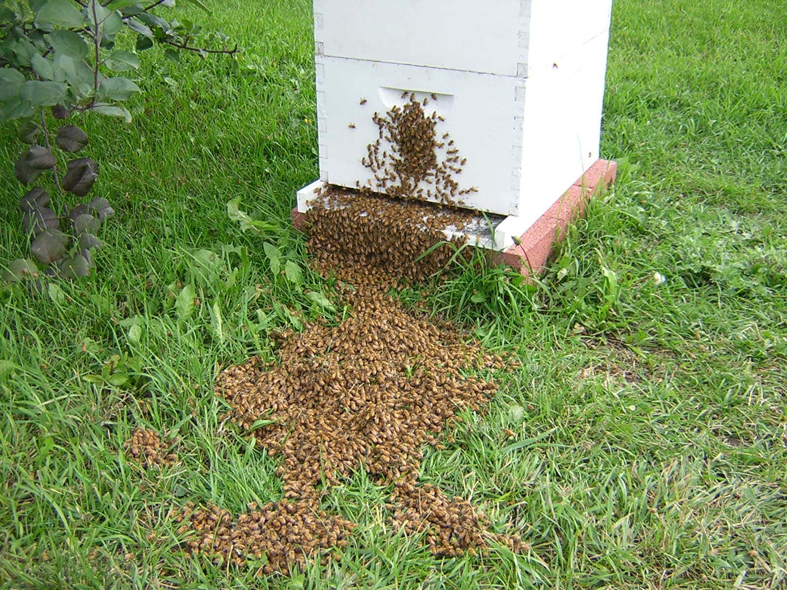 An indication of too many bees in a hive. Potential swarm. Grisak