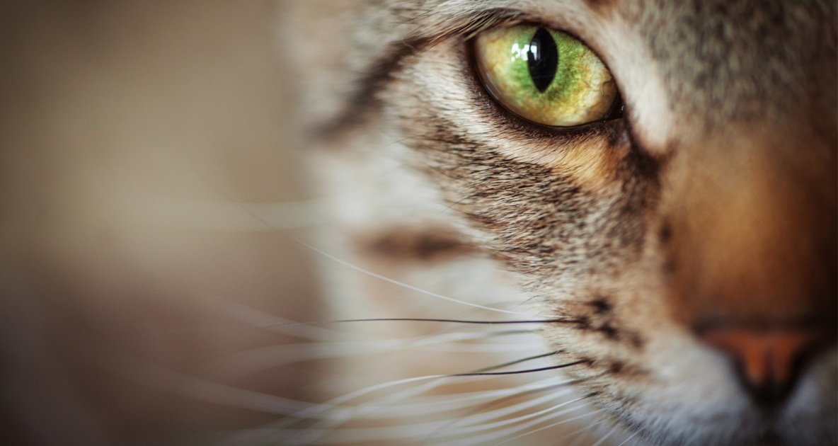 Closeup look of a cat's face with green eyes.