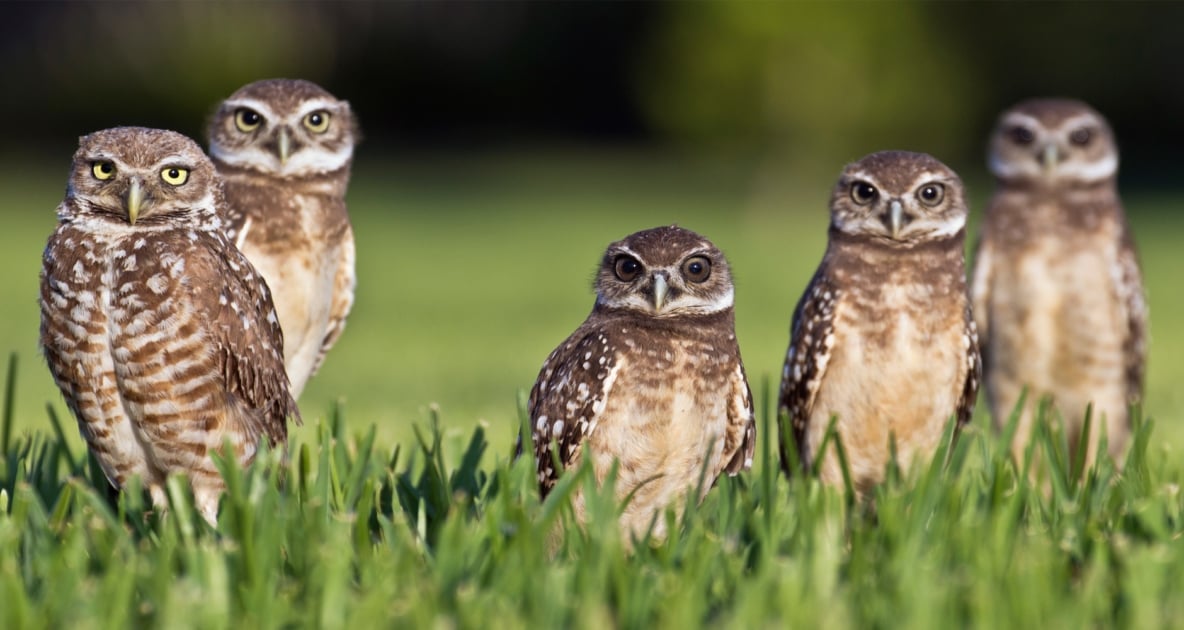 Burrowing owl - Owls