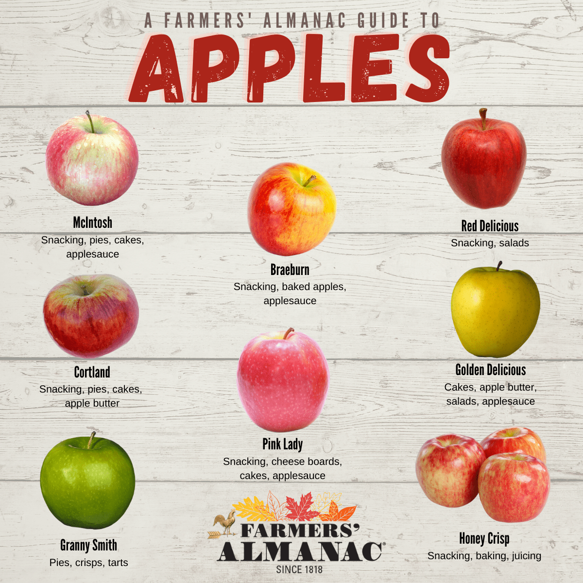 10 Must-Read Fall Apple Picking Tips - Farmers' Almanac