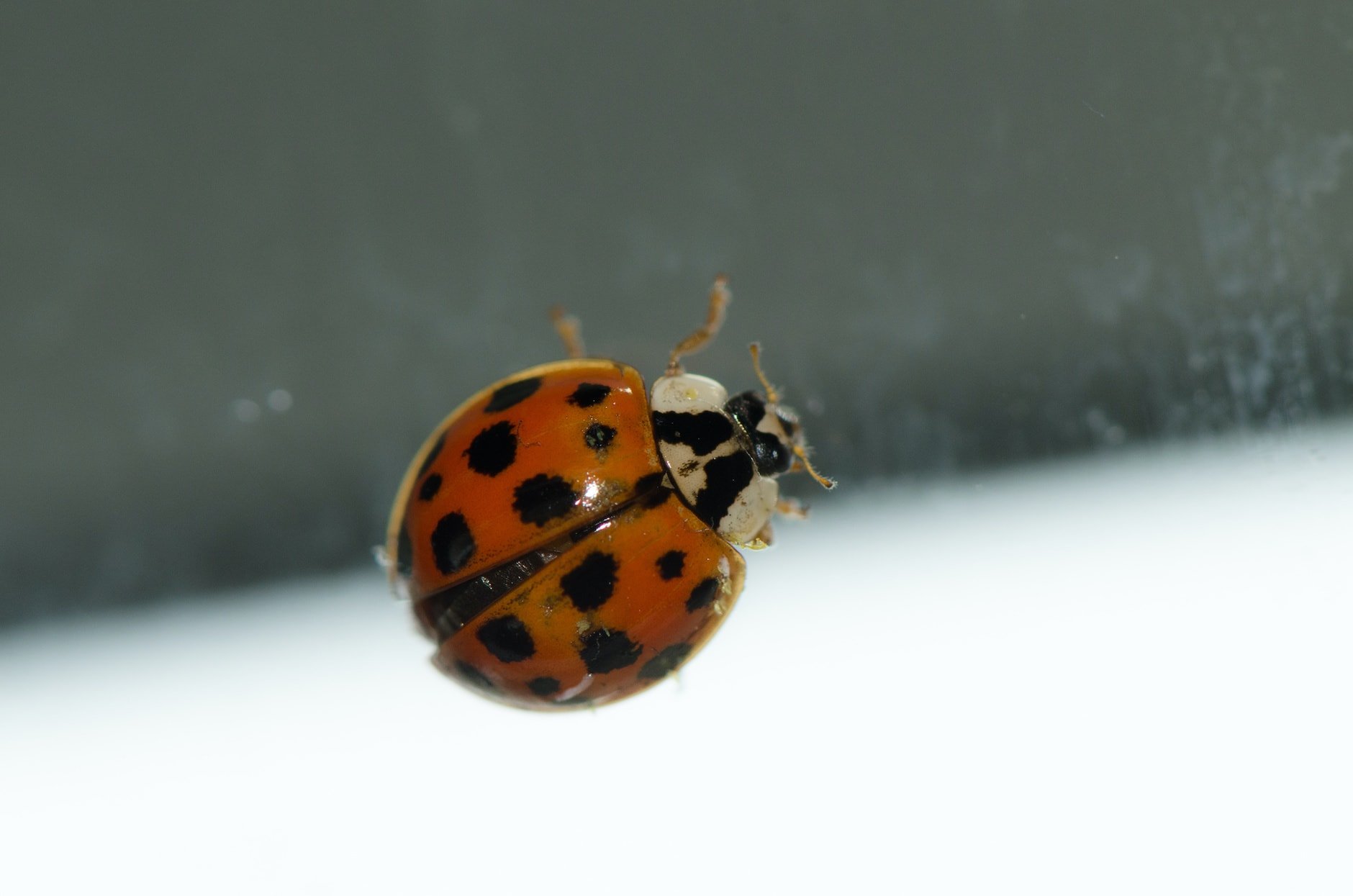 Ladybug Pest Control NY, NJ & CT