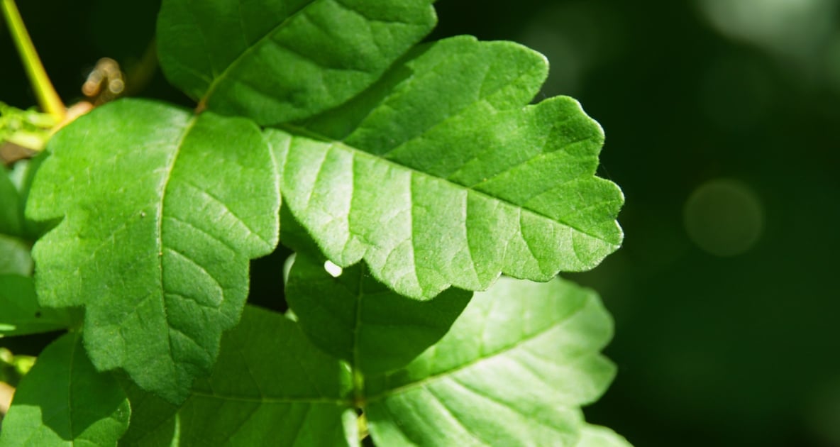 Pacific poison oak - Poison sumac