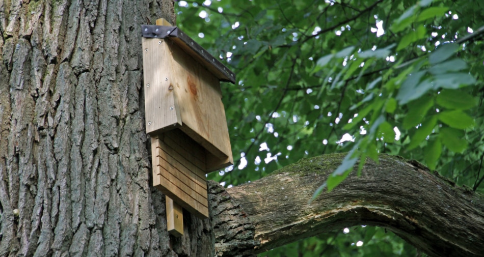 bat box - Microbat