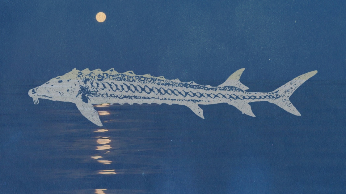 Sturgeon fish - Moon