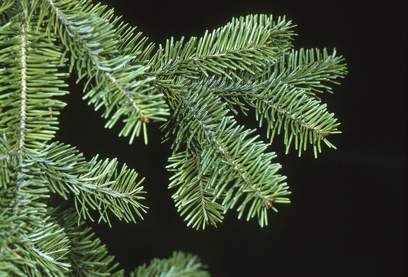 Top 5 Fragrant Christmas Trees - Farmers' Almanac