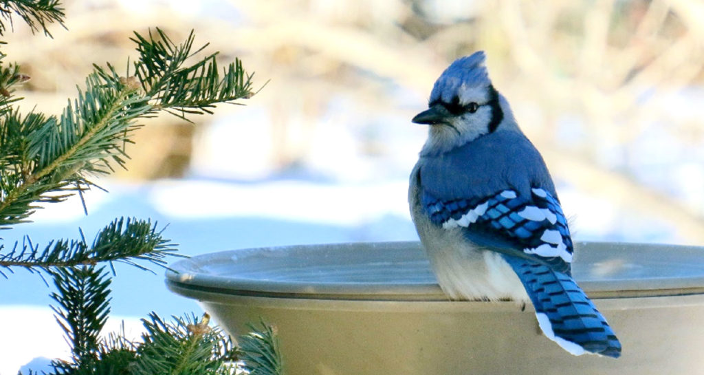 winter bird bath ideas