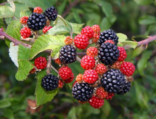 How To Identify Common Wild Berries Farmers Almanac