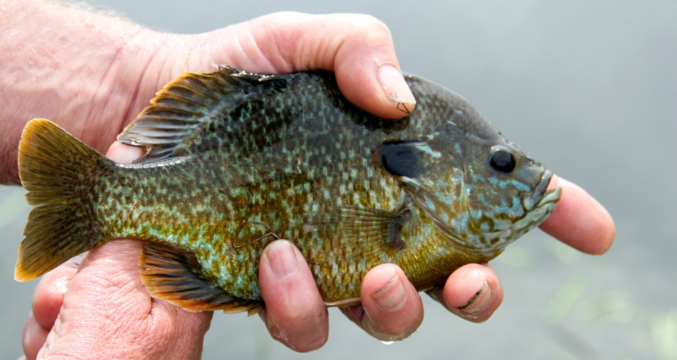 Bluegill are a favorite in South Central USA