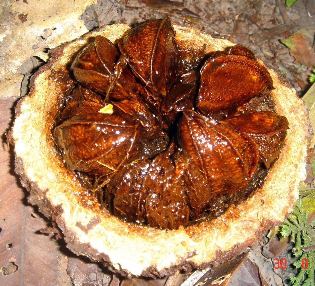 Brazil_nut_DSC05477