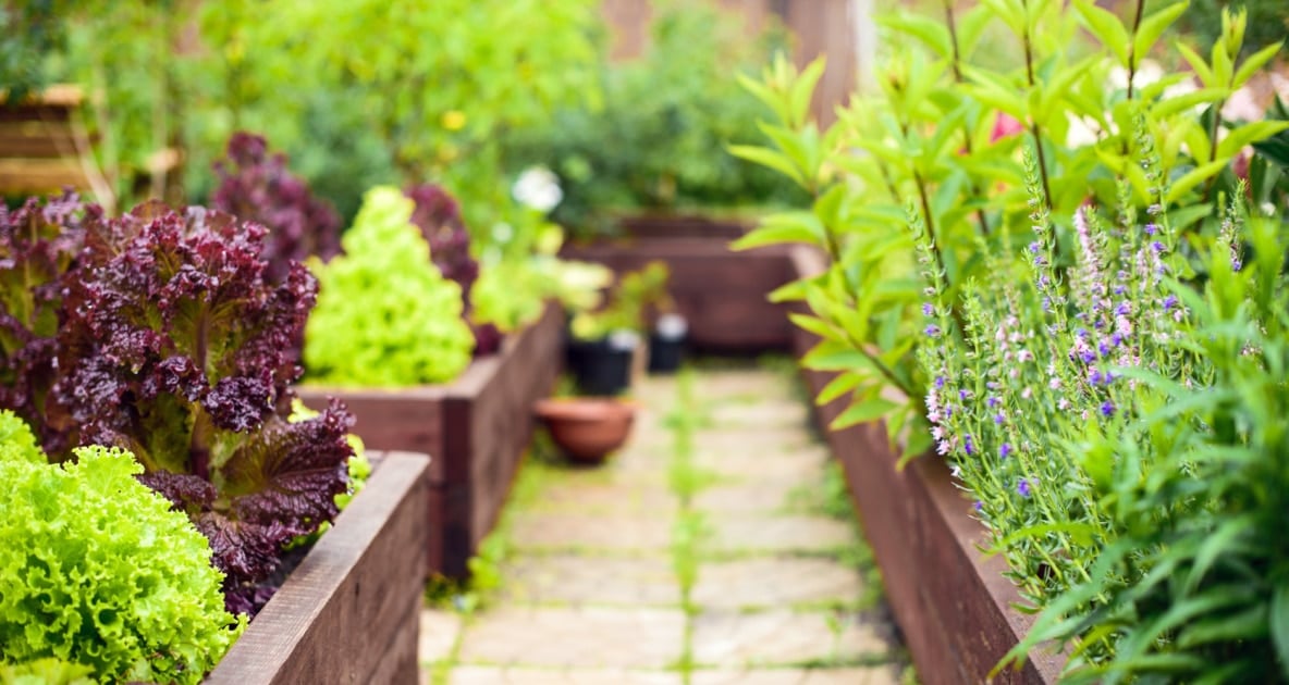 Raised-bed gardening - Landscaping