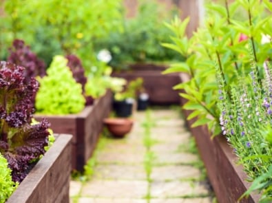 How to Build A Raised Bed Garden featured image