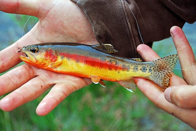 Golden trout are a favorite catch in the Southwest California area of the USA>