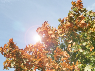 Weather Lore: Can Leaves Predict a Storm? featured image