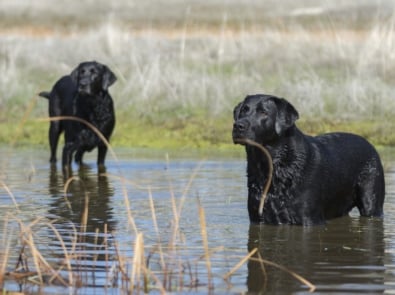 Labrador Retriever - Hunting dog