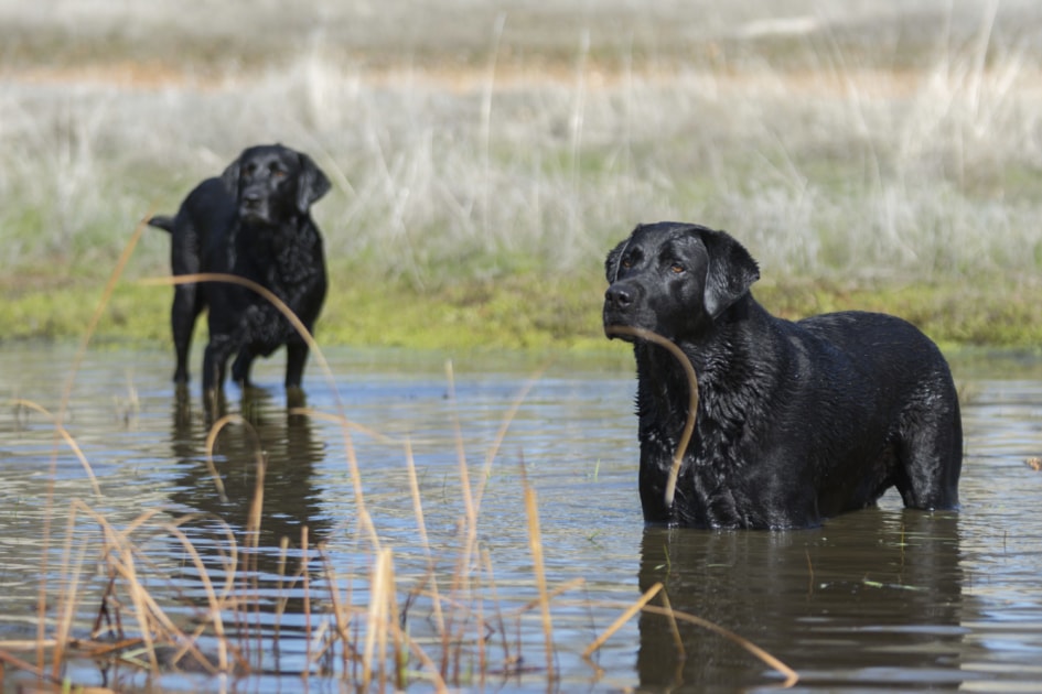 Labrador Retriever - Hunting dog