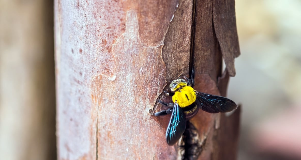 Bees - Valley carpenter bee