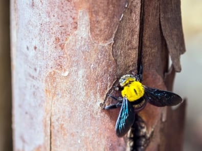 Carpenter Bees: Pollinators or Pests? featured image