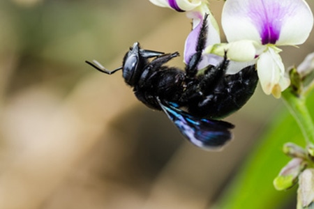 Bees - Hornets