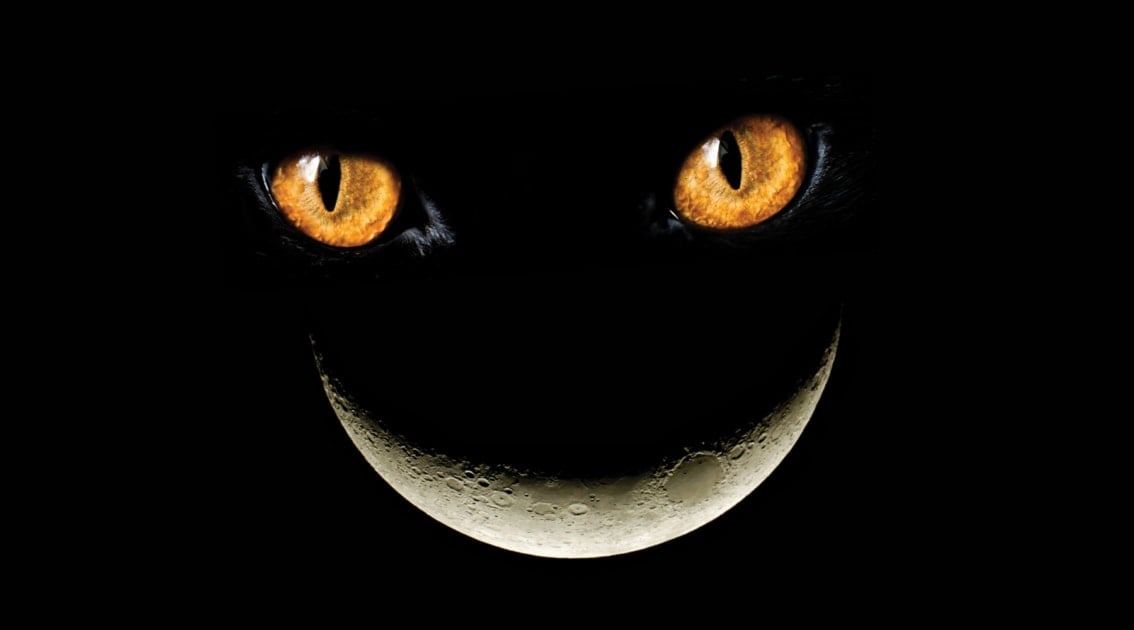 Cheshire Cat - Cat