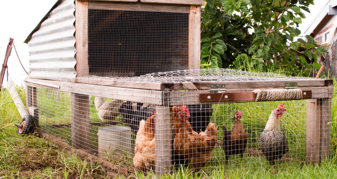 Chicken - Chicken coop