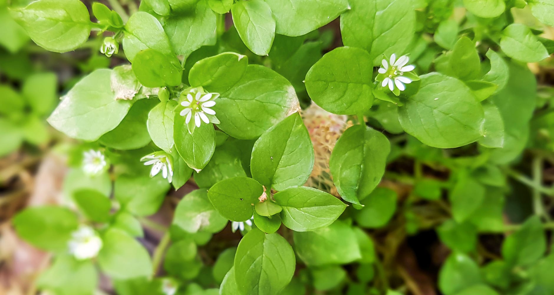 Common Chickweed (Stellaria media)