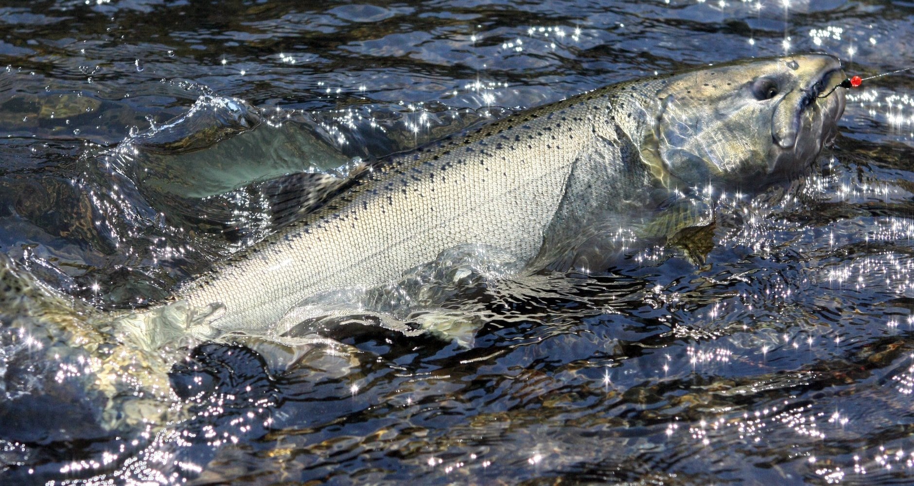 Chinook Salmon are a favorite fishing catch in the Northwest region of the USA.