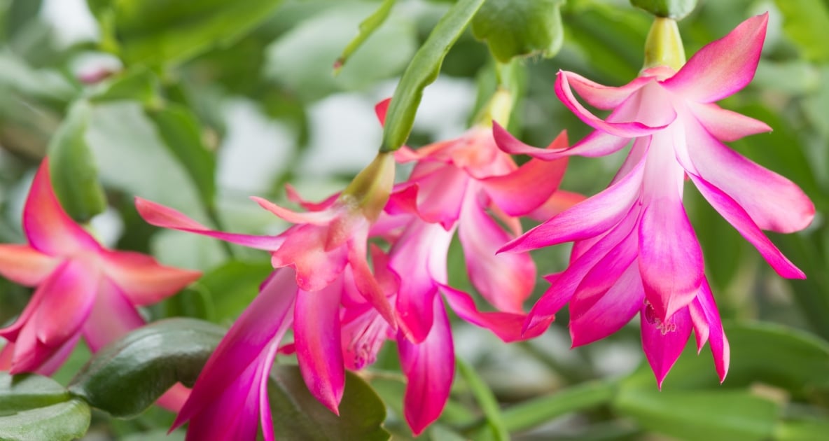 Flower - Schlumbergera truncata