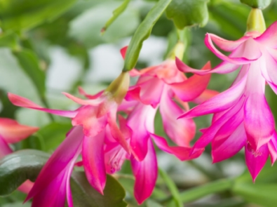 Caring for Your Christmas Cactus and Poinsettia featured image